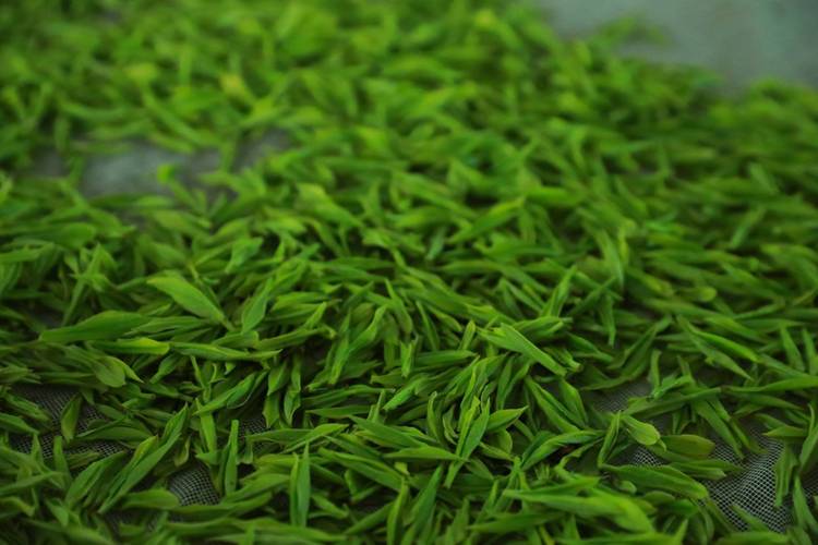 贵州剑河:明前茶采收忙 生态茶产业铺就富民兴村路